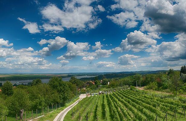 Natural wine tasting with great views