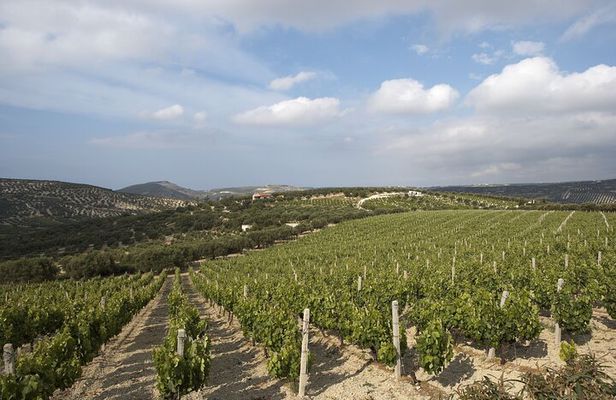 Private Wine & Food Pairing at Silva Winery (10 labels)
