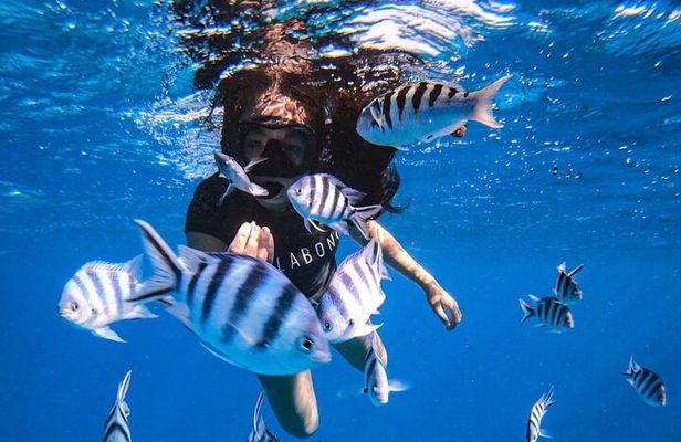 Want to escape? Treat yourself to a snorkeling session in Tahiti!
