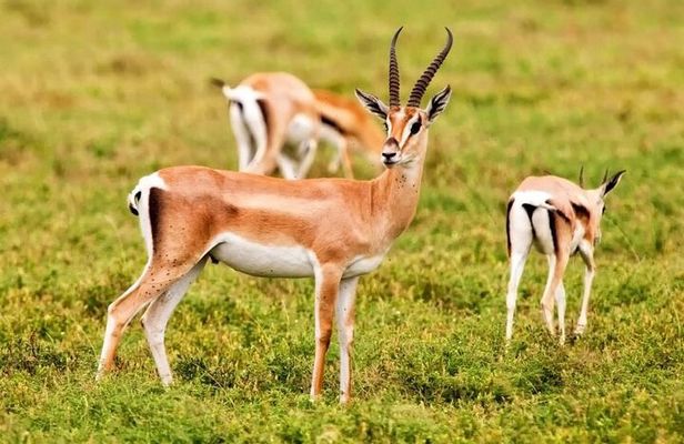 Agadir National Park & 4×4 Jeep Desert Safari Tour with Lunch