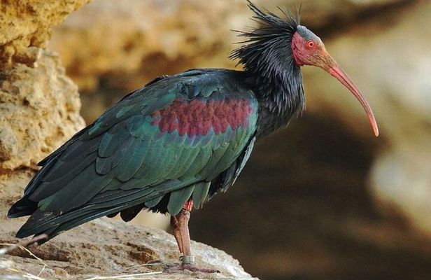 Wild National Park & Sahara Desert including Couscous & Tajine