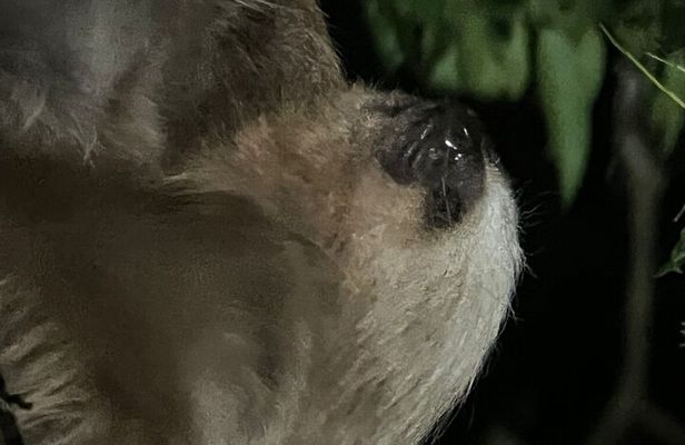 Night Walking Tour in Monteverde Wildlife Refuge