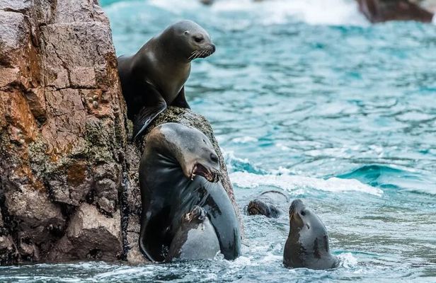 Full day tour in Ballestas Islands Ica Huacachina from Paracas