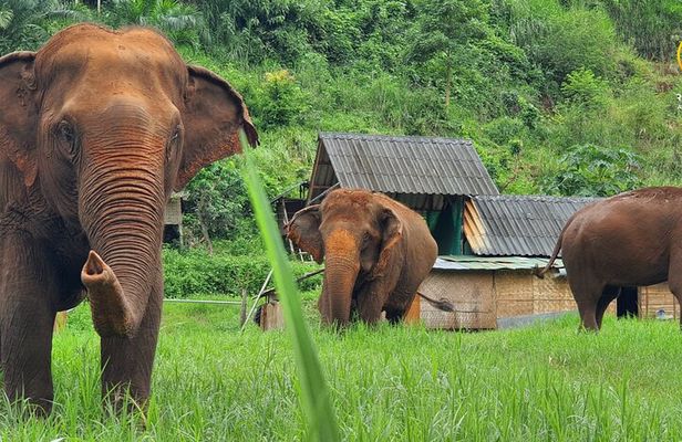 Full Day Experience at Ran-Tong Save & Rescue Elephant Centre