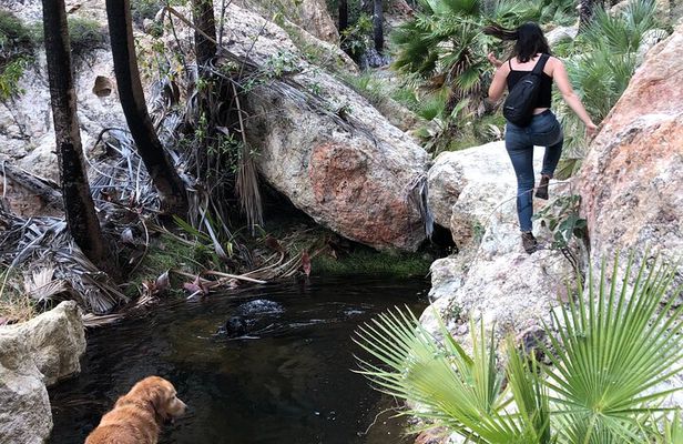 Hiking to Desert Palm Oases of San Carlos with a Biologist