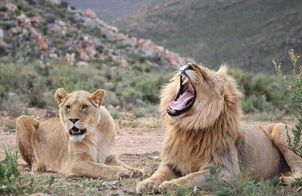 Aquila Game Reserve Safari with wine tasting, Transport & Lunch