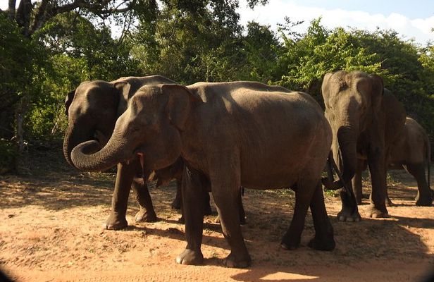Full Day Safari Tour in Yala National Park