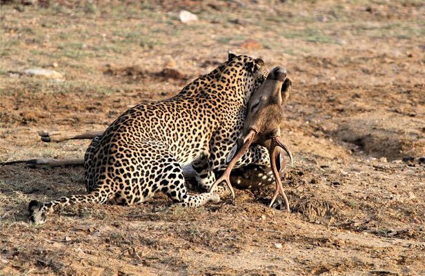 Full Day Safari Tour in Yala National Park