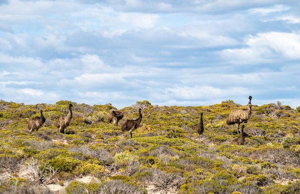 Port Lincoln Full-day Exploration Tour