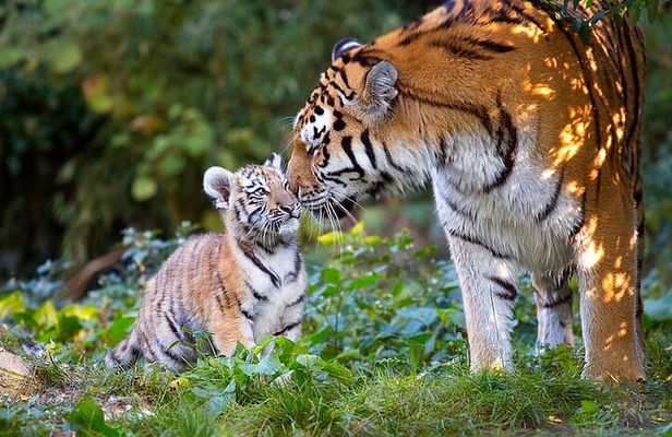 Ranthambore Tiger Safari Tour from Delhi with All Meals