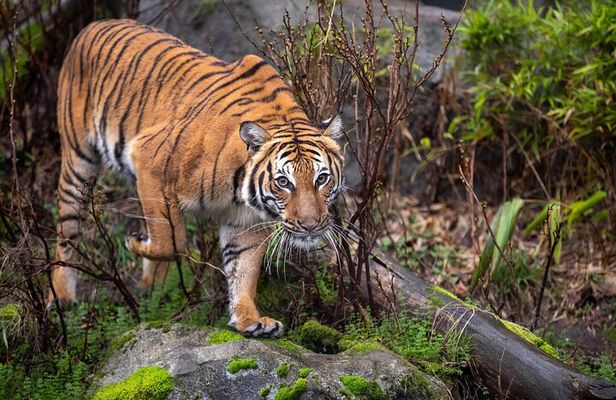 Private Taj Mahal & Ranthambore Wildlife Safari Tour from Delhi