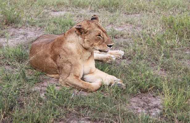 2-Days Mikumi National Park Budget Safari