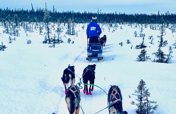 Winter Dog Sledding in Knik, Alaska