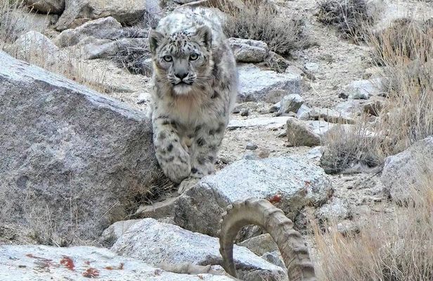 Snow Leopard Trek in Ladakh