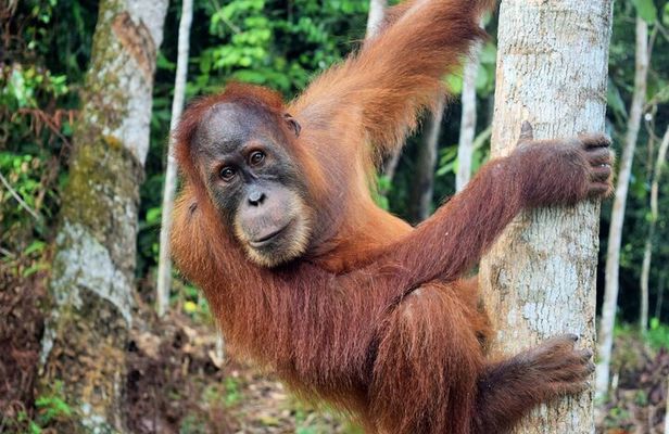 3 days Medan Orangutan Bukit Lawang