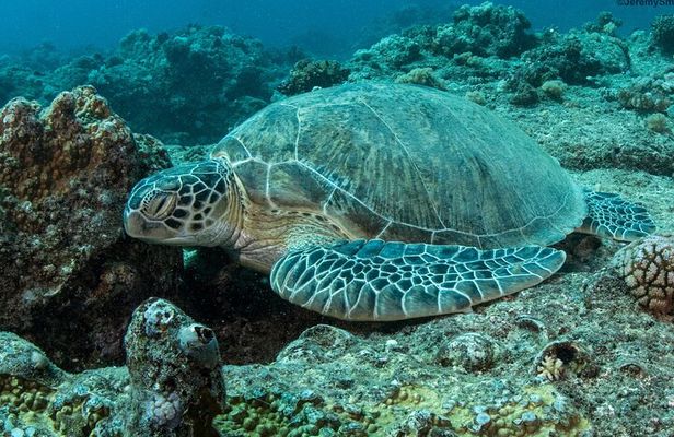 Discover Scuba Diving in Mauritius