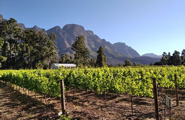 Private Package to Finest Vineyards - Stellenbosch pickup