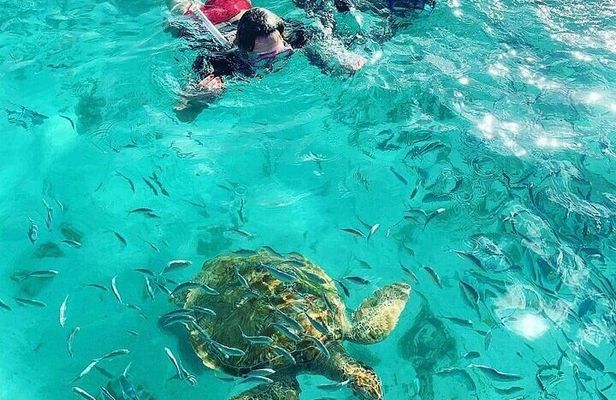 Snorkeling with Giant Turtles & 4 Beaches in the North