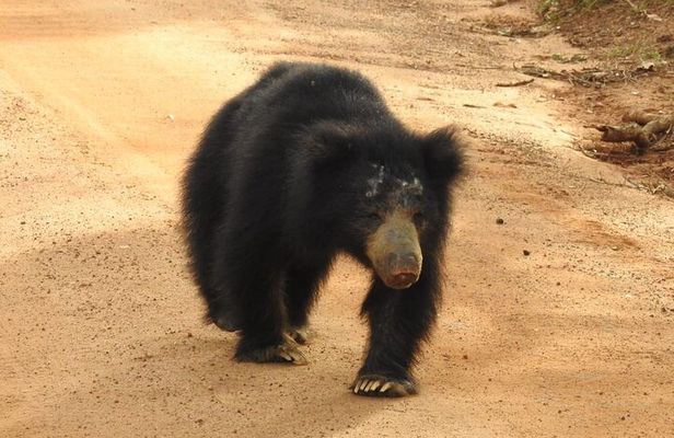 Explore Beauty Of Yala (Ruhuna) National Park From South Coast in One Day.