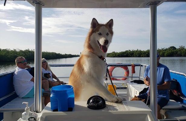 Bark on the Ark