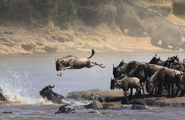 6 Days / 5 Nights Tanzania Big Five Safari & Materuni Waterfalls