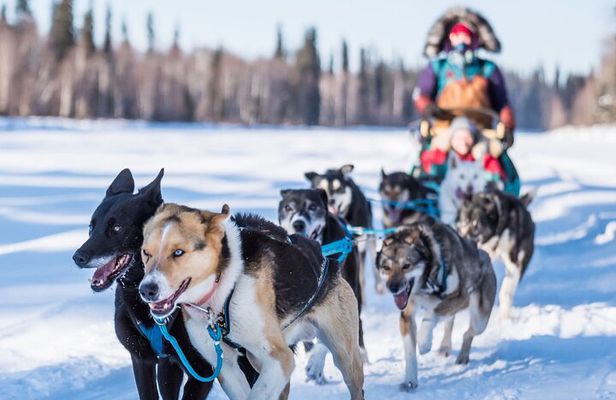 Chena River Mush Dream Vacation in Fairbanks