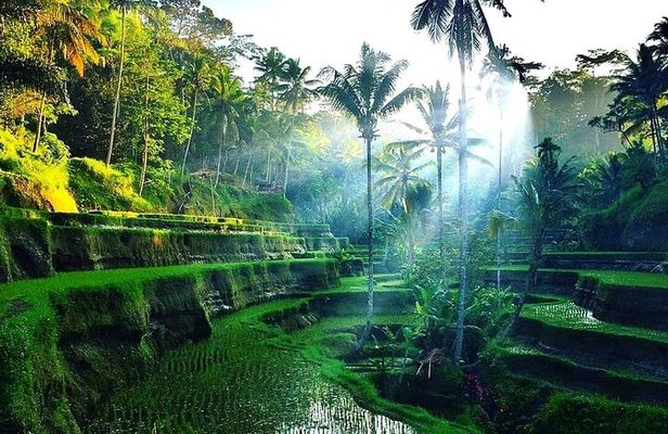 Best of Ubud - Ubud Tour Popular - All Inclusive