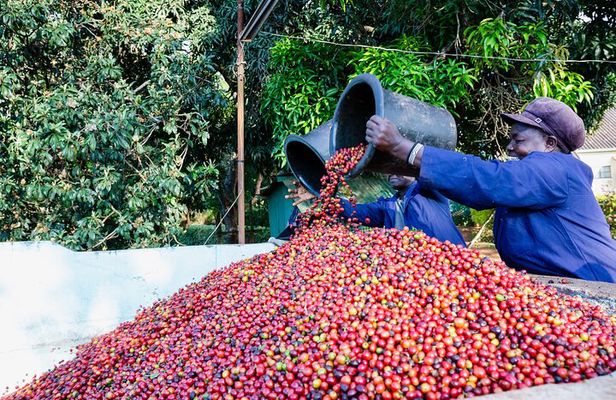 Coffee Farm Village & Factory Half Day Tour with Pick-Up 