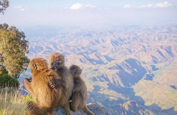 10 Days Simien Mountains Trekking, Adi Arkay via Ras Dashen 