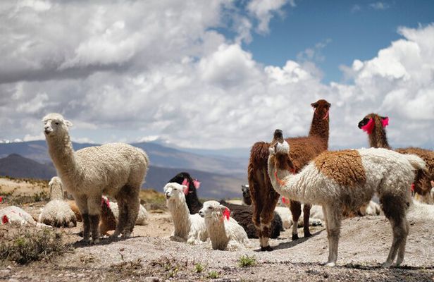 5 Day Tour to Sacred Valley Machu Picchu Maras and Moray