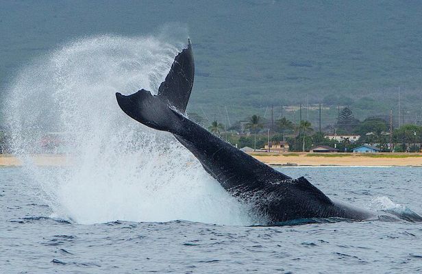 Wild Dolphin Watching and Snorkel Safari