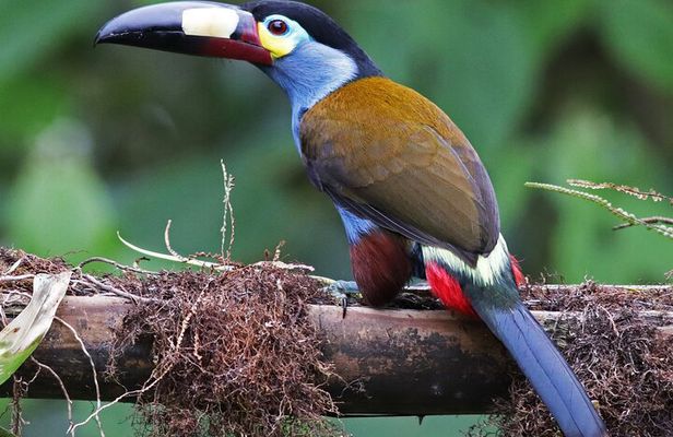 Enjoy The Beauty Of The Birds Of The Northwest