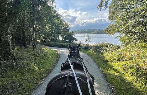 1 Hour Guided Carriage Tour in Killarney National Park