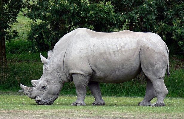 Half Day Hluhluwe Imfolozi Game Reserve from Richards Bay Safari