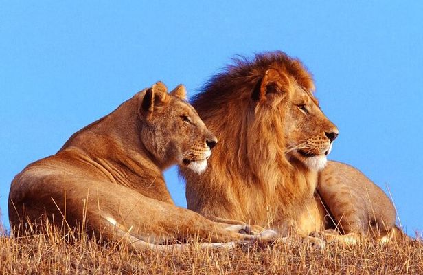 2 Day Hluhluwe Game Reserve & Isimangaliso Park from Durban