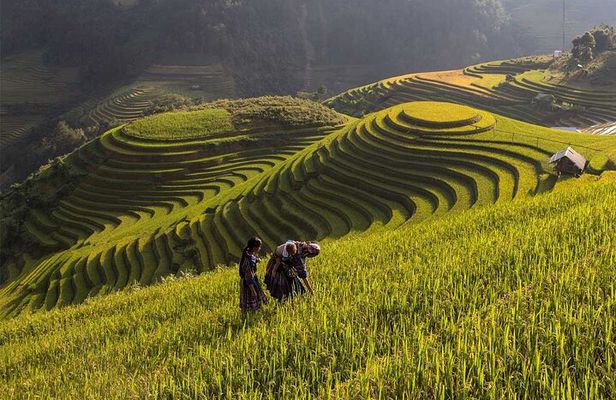 Mu Cang Chai Trekking Tour 3 Days 2 Nights