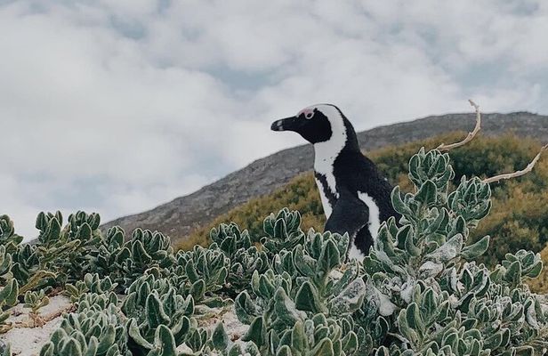 Penguins Private Tour- Cape of Good Hope & Cape Point Tour from Cape Town