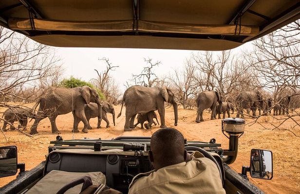 Small Group: Zambezi National Park Guided Game Drive