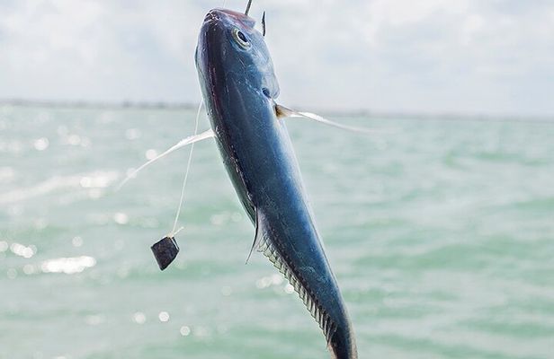 Private Fishing Tour from Isla Holbox (up to 6 pax)