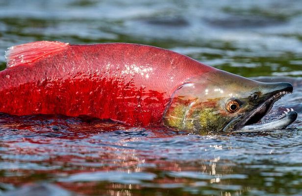 E-Bike Salmon Adventure