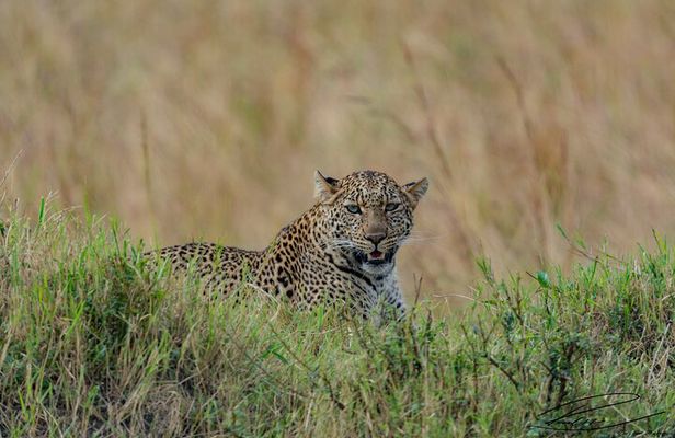 Masai Mara 3Days Safari Adventure
