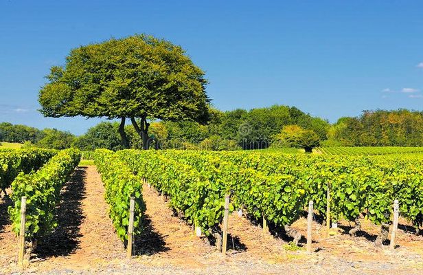 Beaujolais wine tour from Lyon half day
