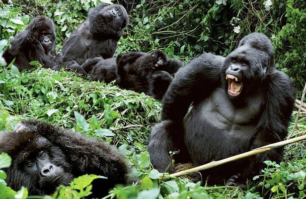 3-Day Climax Guided Gorilla Trekking Mist and Batwa Safari