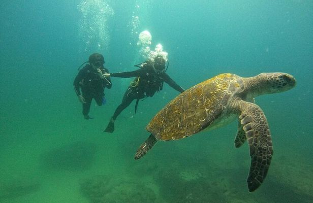 Scuba Diving at Cabo Pulmo National Park for 2 Divers !