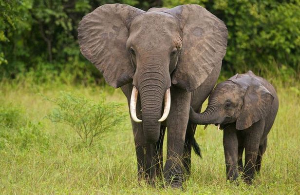 2 Day Tala Game Reserve & Drakensberg Tour From Durban