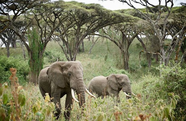 2 Days Safari Tour in Tarangire and Ngorongoro Crater