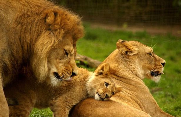 Full Day Safari From Durban to Hluhluwe-Imfolozi Game Reserve