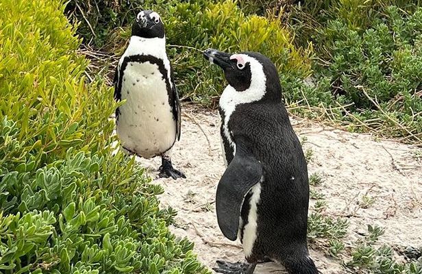 Table Mountain, Cape of Good Hope, Penguins and Sightseeing tour