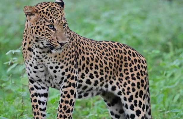 Jaipur Leopard Safari Tour at Jhalana Park