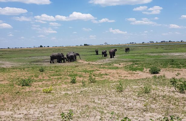 Chobe Full Day Safari in Chobe